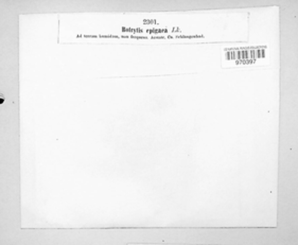 Botrytis epigaea image